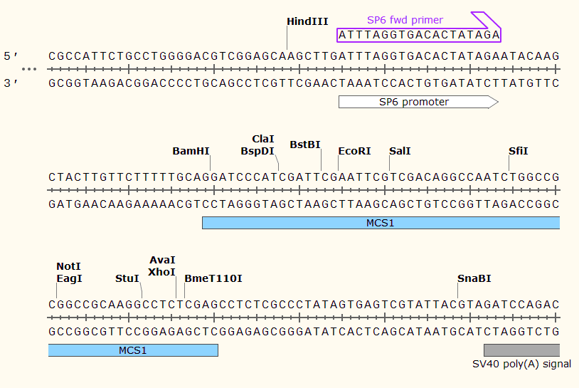 pCS107 多克隆位点1 点击看大图 pCS107 多克隆位点
1
